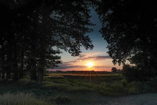 gündoğumu ağaçların üzerinde