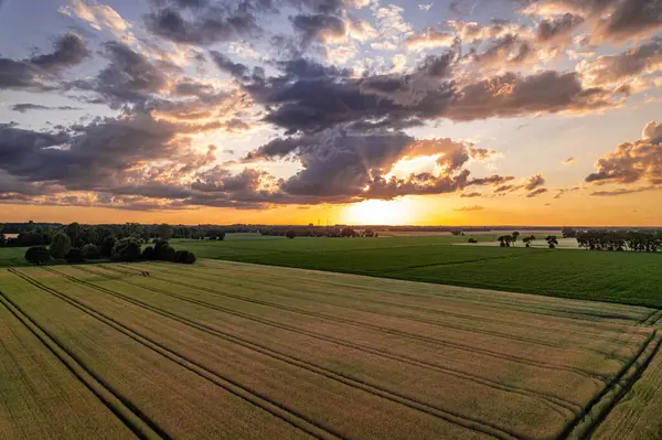 aerial view over a field of wheat