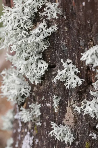 Ormandaki bir ağaç kabuğuna yakın.