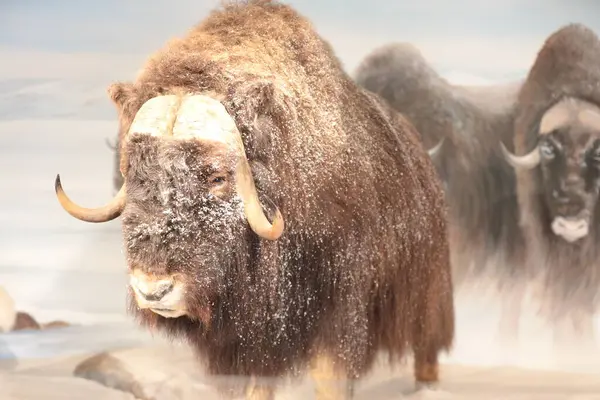 Yakından - büyük beyaz ve siyah bir bizon.