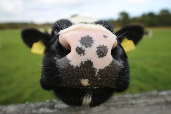 Siyah inek çiftlikte, yaklaş, seçici odaklan.