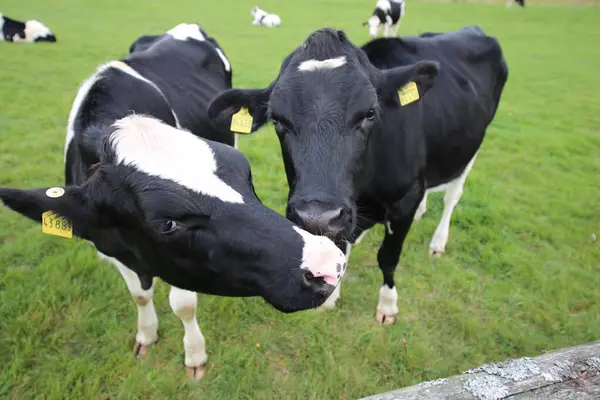 Çiftlikteki inekler