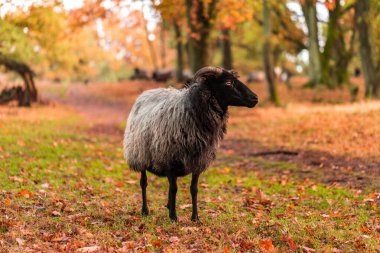 Bispinger Heide 'deki Heidschnucke im Herbst