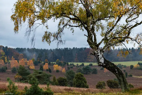 Bispinger Heide im Herbst 