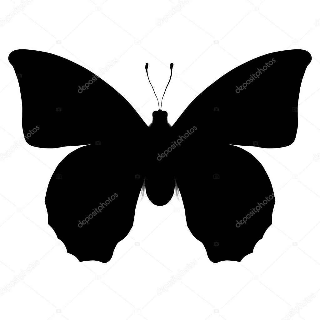 Isolated butterfly on white background for design pupose