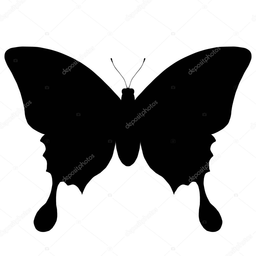 Isolated butterfly on white background for design pupose