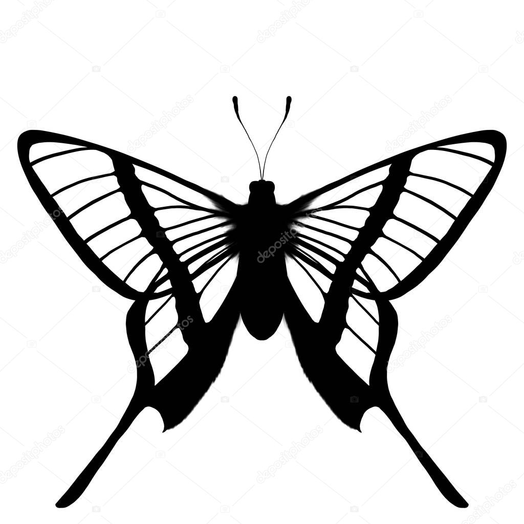 Isolated butterfly on white background for design pupose