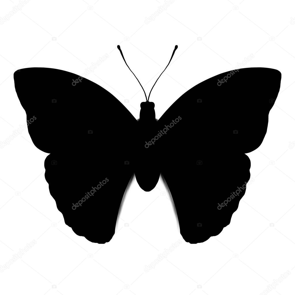 Isolated butterfly on white background for design pupose