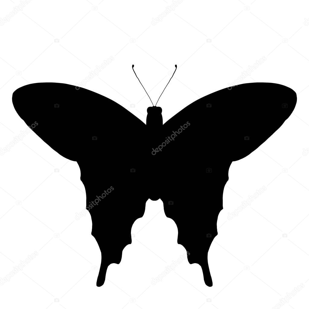 Isolated butterfly on white background for design pupose