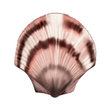 Tasarım ihtiyaçları için beyaz bir arkaplan önünde izole deniz kabuğu çizimi