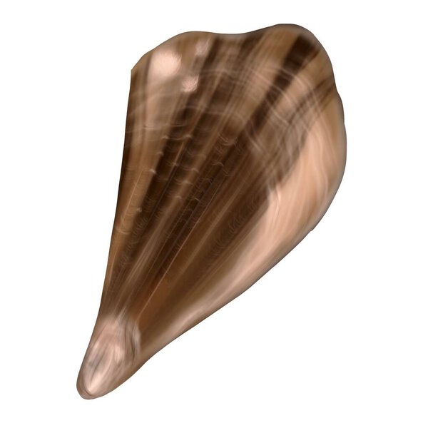 isolated seashell illustration in front of a white background for design needs