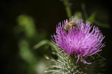 Menekşe çiçekli arı