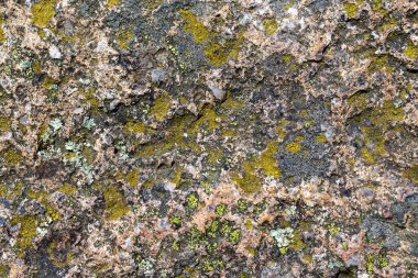 Yerdeki eski yosunları kapat, arkaplan dokusu