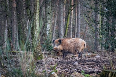 Ormanda yürüyen bir yaban domuzu..