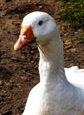 Beyaz bir ördeğin yakın çekimi.