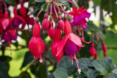Güzel botanik fotoğrafı, doğal duvar kağıdı.