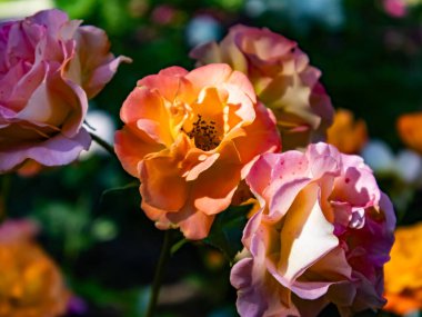 Bahçedeki güzel güller