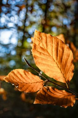 Sonbahar yapraklarının yakın görünümü, sonbahar sezonu arkaplanı