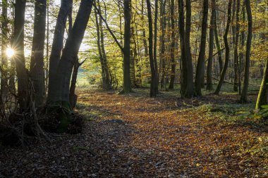 Sonbahar ormanı, ağaçlar ve yapraklar, sonbahar mevsimi, Almanya