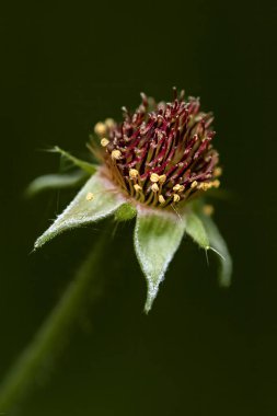 Ormanda yaygın karanfil kökü (Geum urbanum)