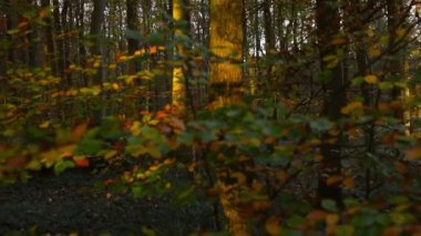 Ağaçlar ve yapraklar sonbahar ormanında