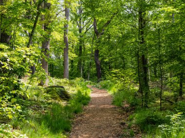 Yolu olan güzel yeşil orman, Reinhardtswald, Hann. Efendim.