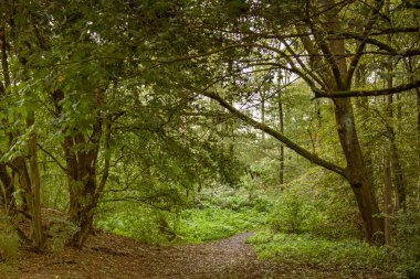 Yeşil yapraklı sık bir ormanda yol, Kassel, Almanya 'daki dağ parkı.