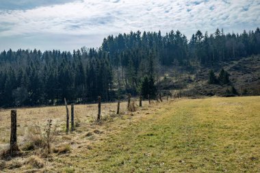 Güneşli bir günde yeşil çayır ve çam ağaçlarıyla manzara, Almanya 'da Eifel, Pflanzgarten