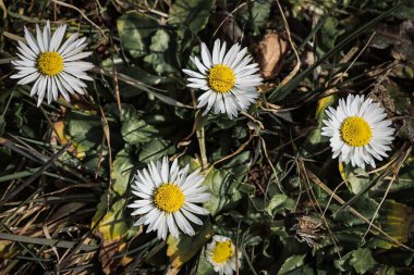 Baharda bir çayırda beyaz papatyalar. Seçici odak
