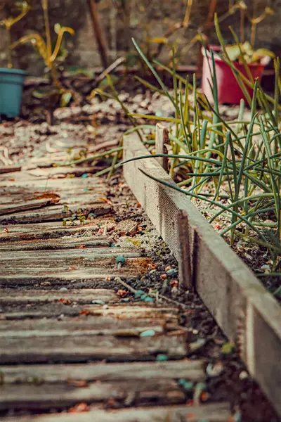 Parktaki eski ahşap patika