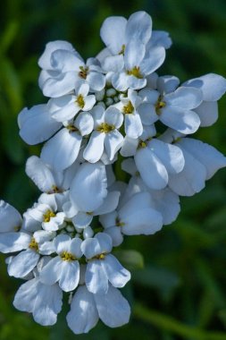 Bahçede güzel çiçekler, Evergreen şekerleme, Iberis sempervirens