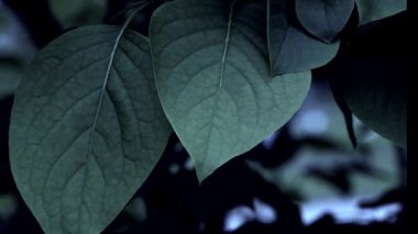 yeşil yapraklar, bitkiler ve yapraklar