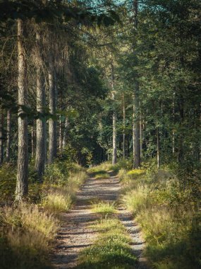 Ağaçların ve çimlerin olduğu ormanda yol, Almanya