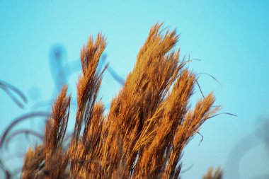 Açık mavi gökyüzüne doğru sallanan uzun, altın-kahverengi çimenlerin yakın çekimi.