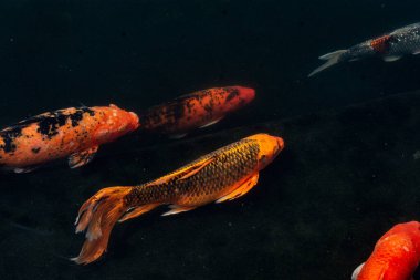 Siyah arka planda güzel Koi balığı, siyah gölde yüzen renkli süslü sazanlar..