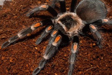 Meksika alev dizli tarantula (Brachypelma auratum) teraryumda, Tarantula örümceği egzotik evcil hayvandır.