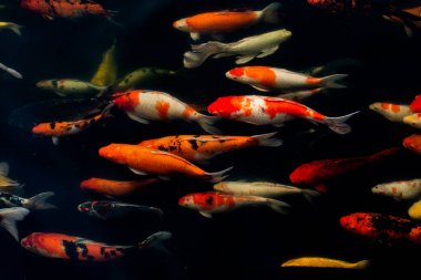 Siyah arka planda güzel Koi balığı, siyah gölde yüzen renkli süslü sazanlar..