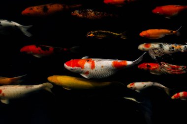 Siyah arka planda güzel Koi balığı, siyah gölde yüzen renkli süslü sazanlar..
