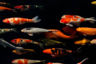 Siyah arka planda güzel Koi balığı, siyah gölde yüzen renkli süslü sazanlar..