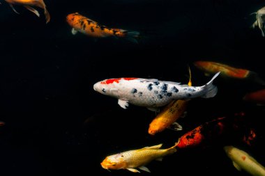 Siyah arka planda güzel Koi balığı, siyah gölde yüzen renkli süslü sazanlar..