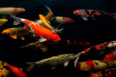 Siyah arka planda güzel Koi balığı, siyah gölde yüzen renkli süslü sazanlar..