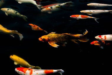 Siyah arka planda güzel Koi balığı, siyah gölde yüzen renkli süslü sazanlar..