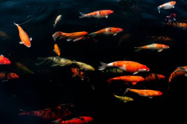 Siyah arka planda güzel Koi balığı, siyah gölde yüzen renkli süslü sazanlar..