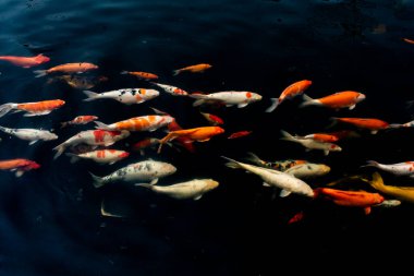 Siyah arka planda güzel Koi balığı, siyah gölde yüzen renkli süslü sazanlar..
