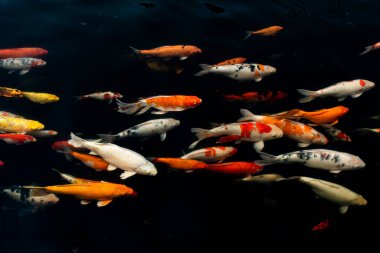 Siyah arka planda güzel Koi balığı, siyah gölde yüzen renkli süslü sazanlar..