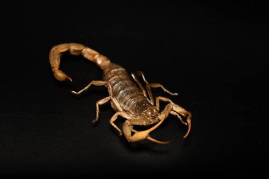 Akrep siyah arkaplanda izole edildi.