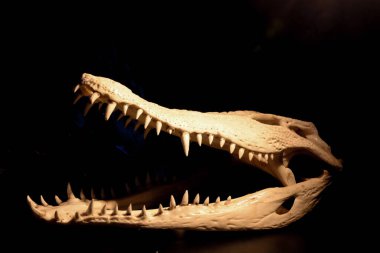 Koyu arkaplanda Timsah Kafatası