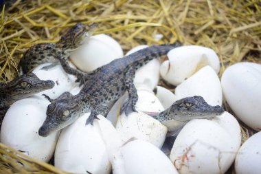 Yumurtadan çıkan yavru timsahlar, çiftlikte yeni doğan tatlı su timsahları.