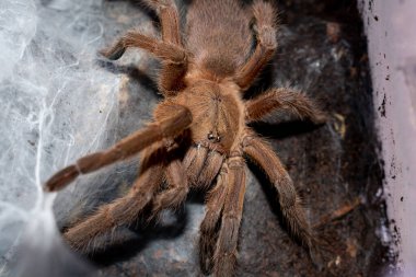 Örümcek ağında kahverengi tarantula, Asyalı fawn tarantula (Chilobrachys huahini)