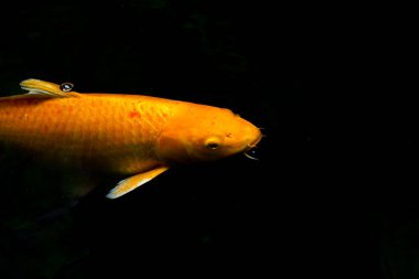 Havuzda yüzen koi balığı, gölette yüzen süslü sazan balığı.